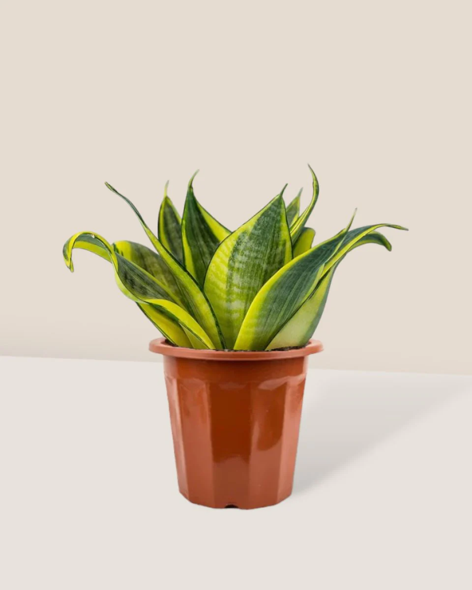 Sansevieria Trifasciata ‘Golden Hahnii’ - Image 12