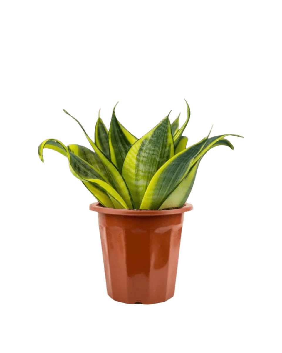 Sansevieria Trifasciata ‘Golden Hahnii’ - Image 13