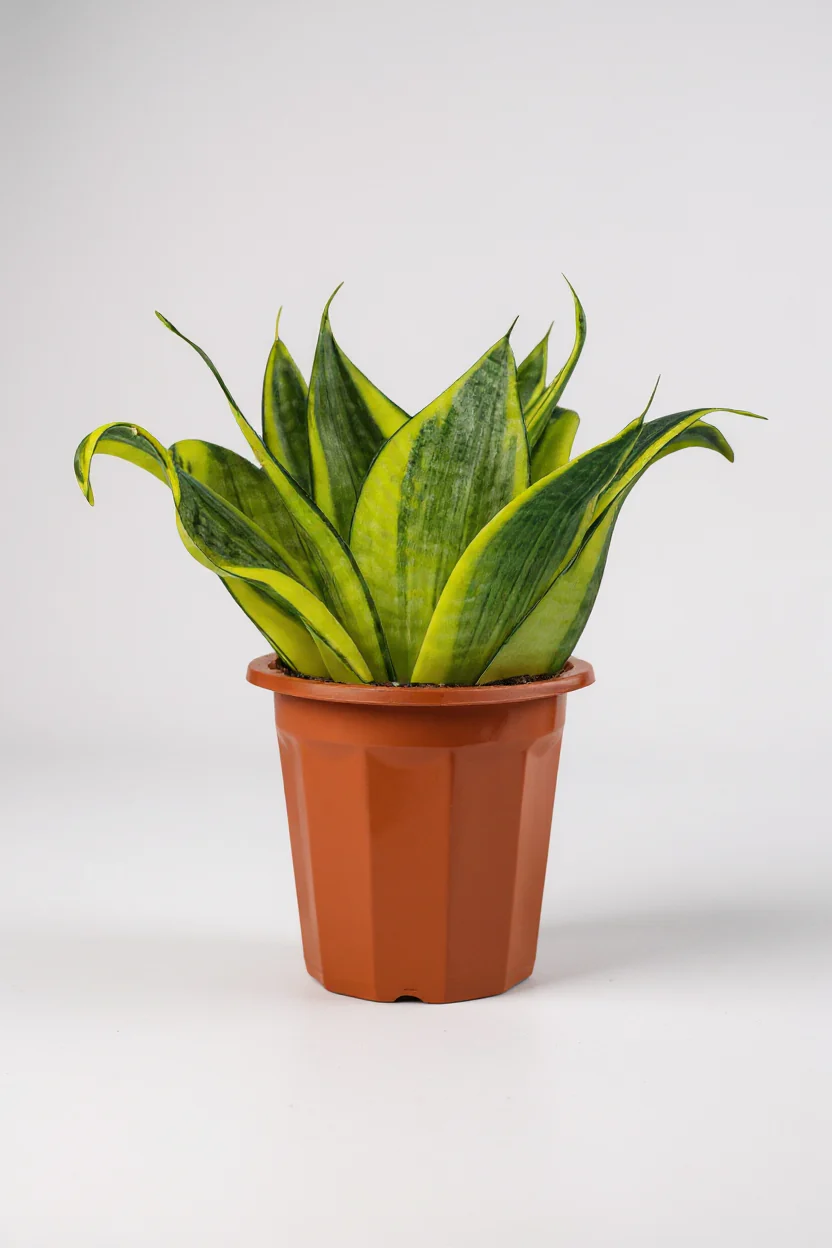 Sansevieria Trifasciata ‘Golden Hahnii’ - Image 6