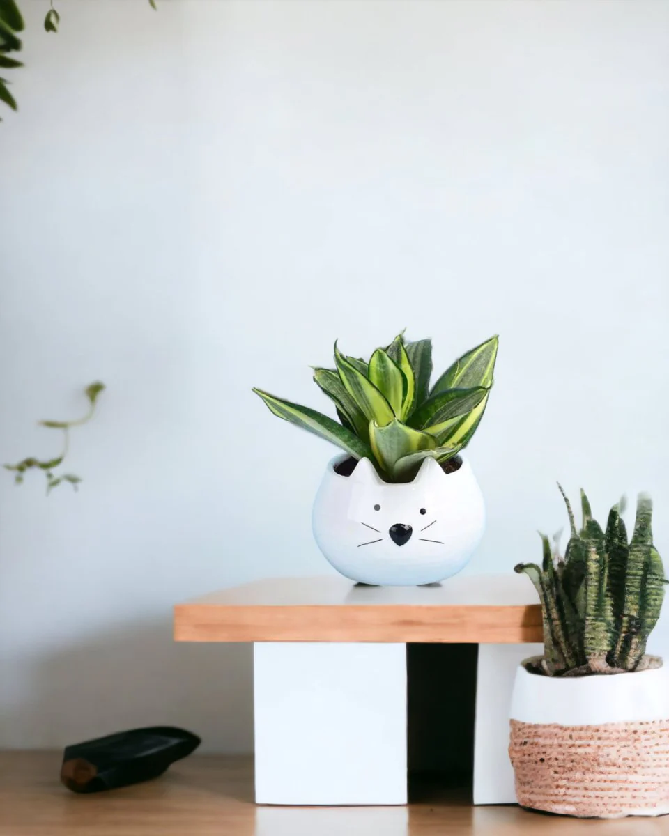 Sansevieria Trifasciata ‘Golden Hahnii’ - Image 9