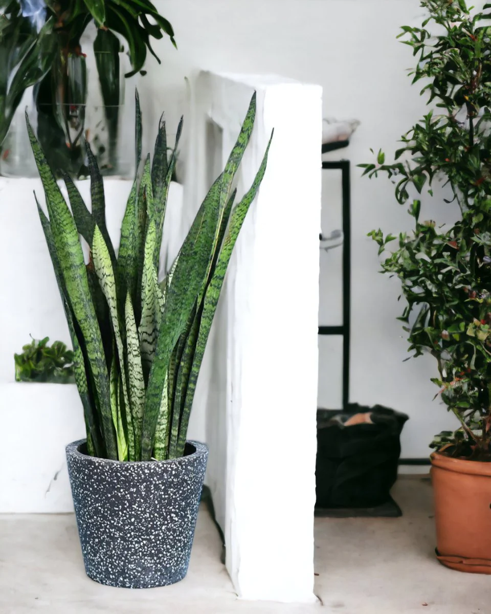 Sansevieria Zeylanica - Image 11