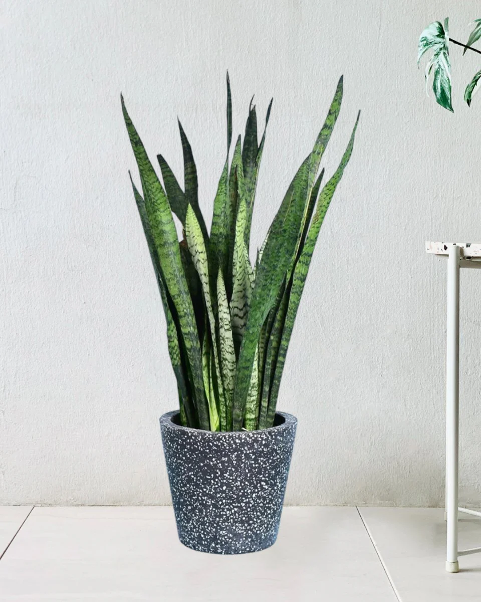 Sansevieria Zeylanica - Image 13