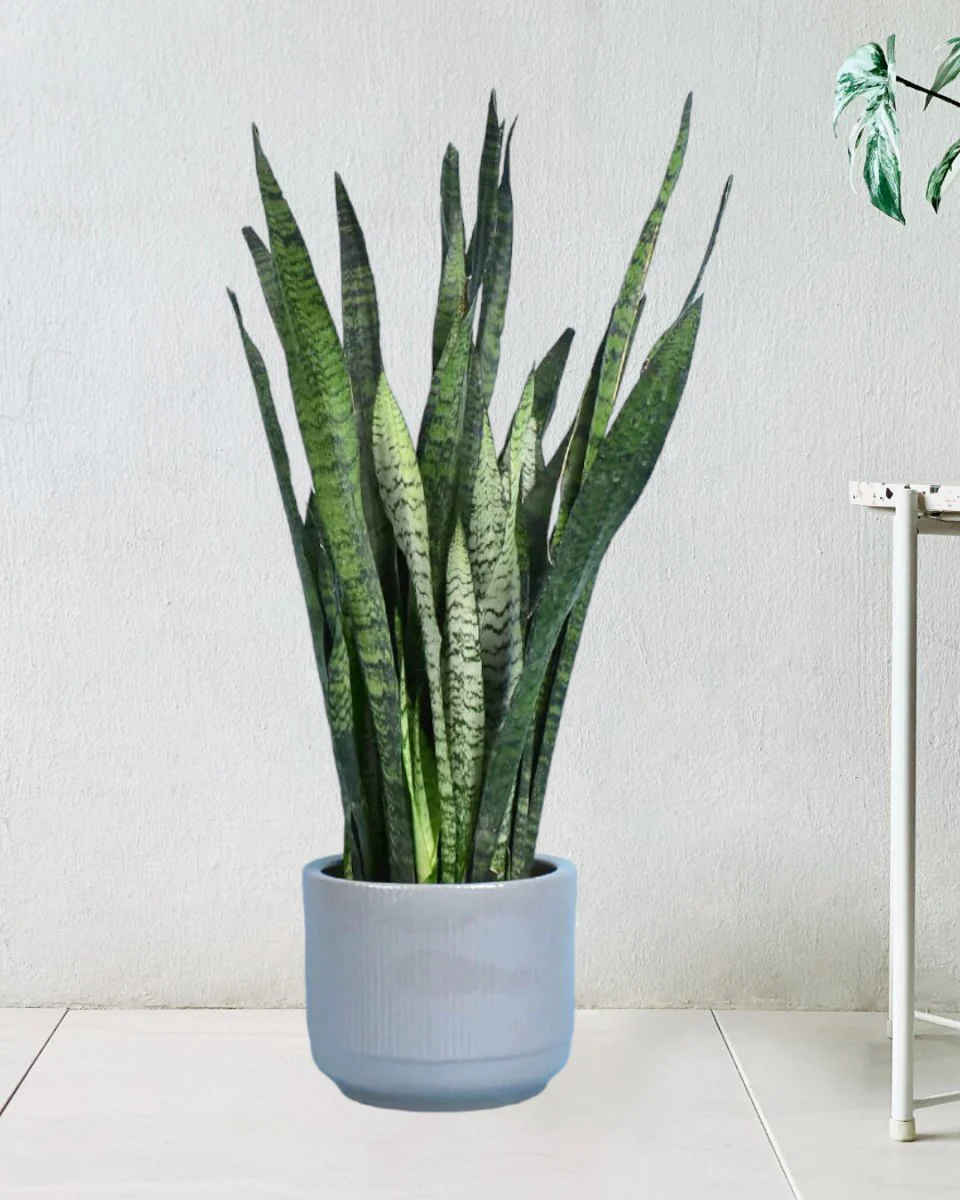Sansevieria Zeylanica - Image 14