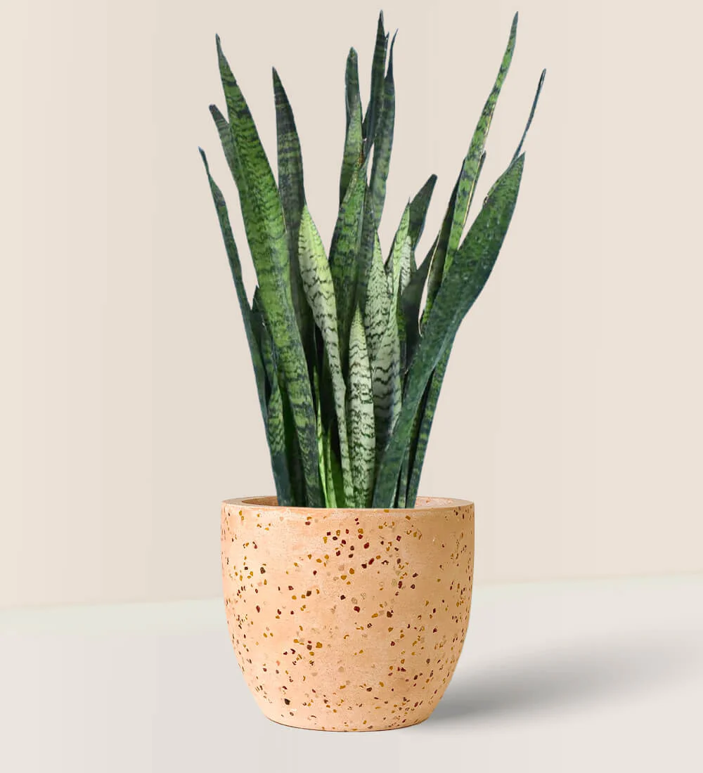 Sansevieria Zeylanica - Image 15
