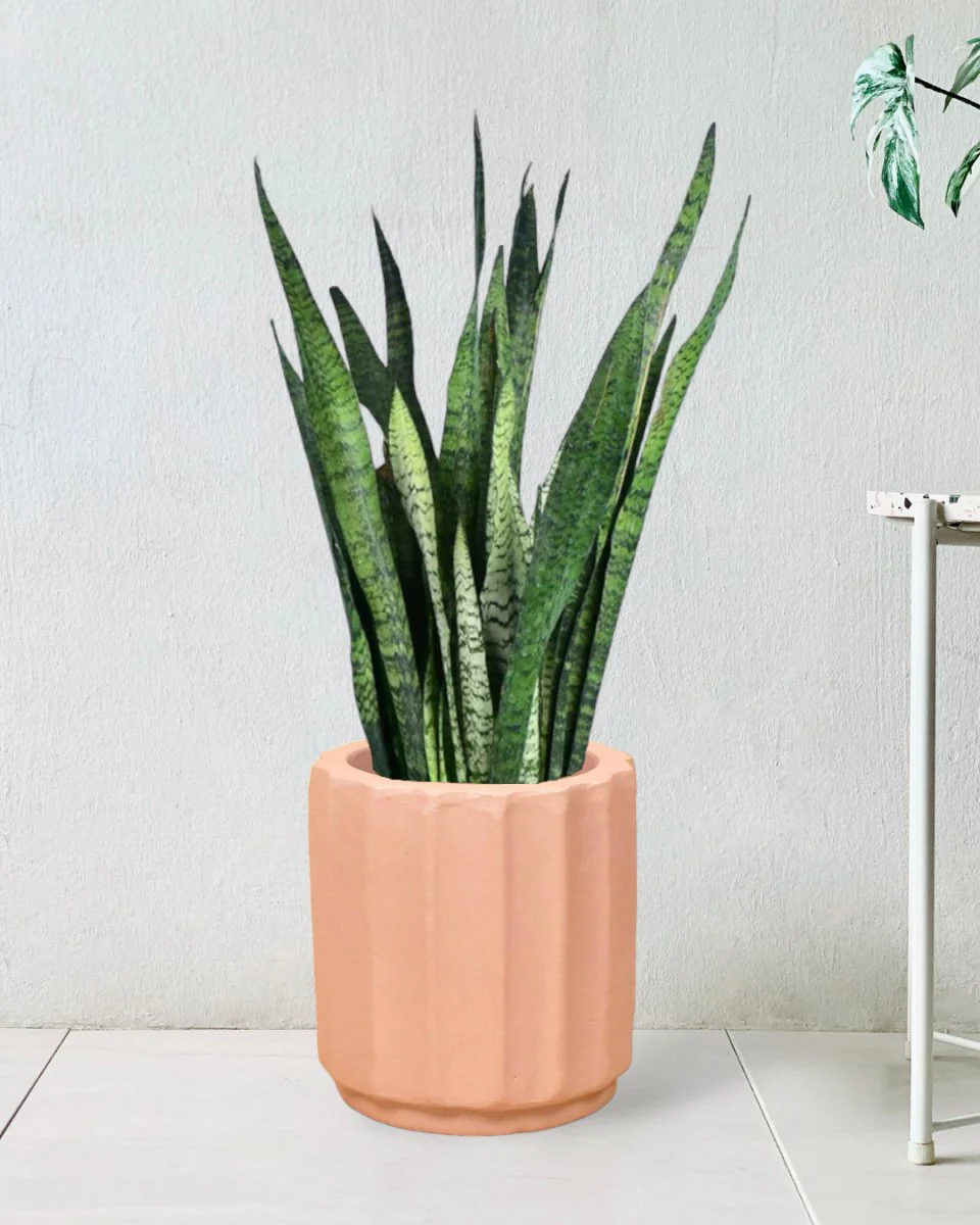 Sansevieria Zeylanica - Image 16
