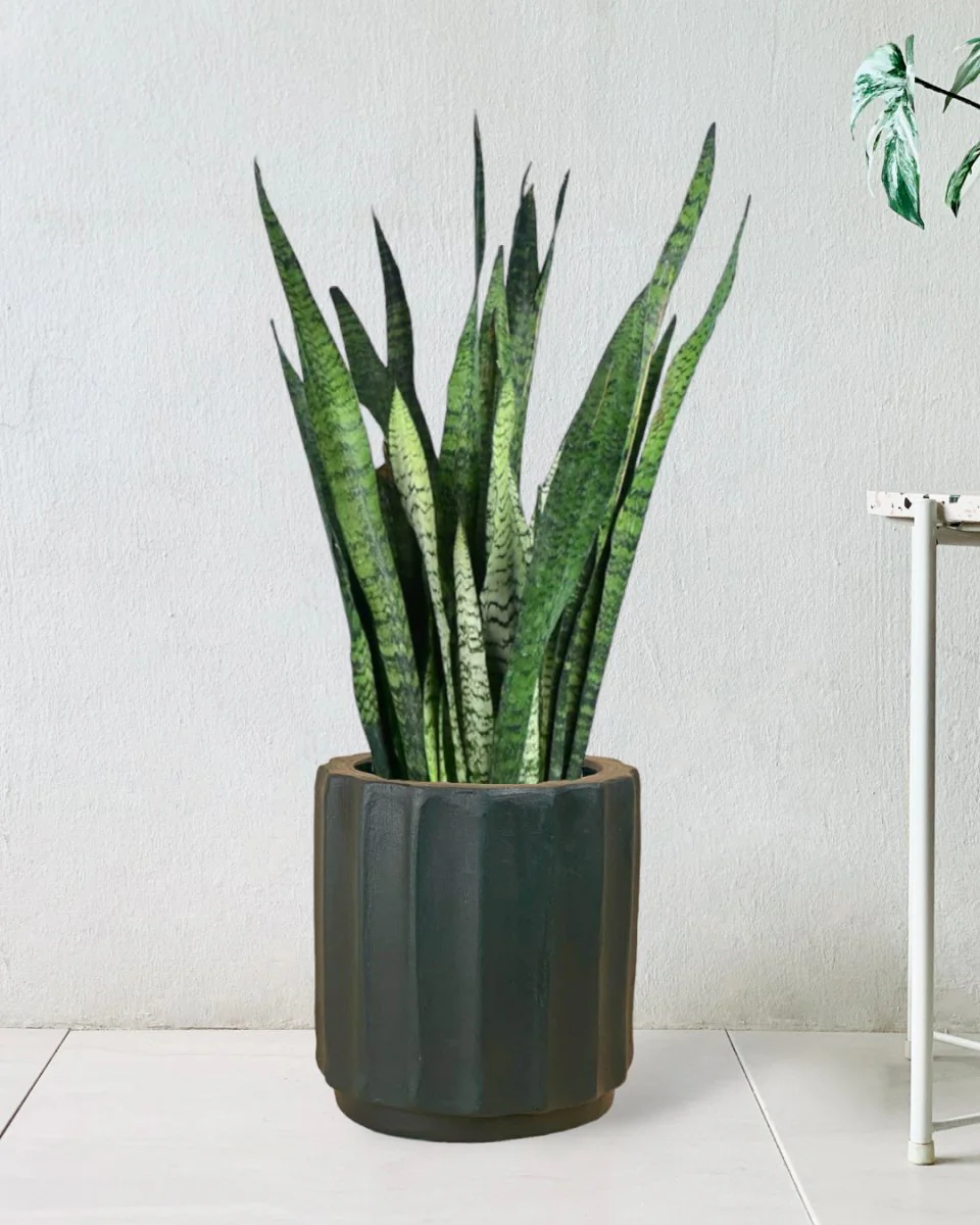 Sansevieria Zeylanica - Image 17