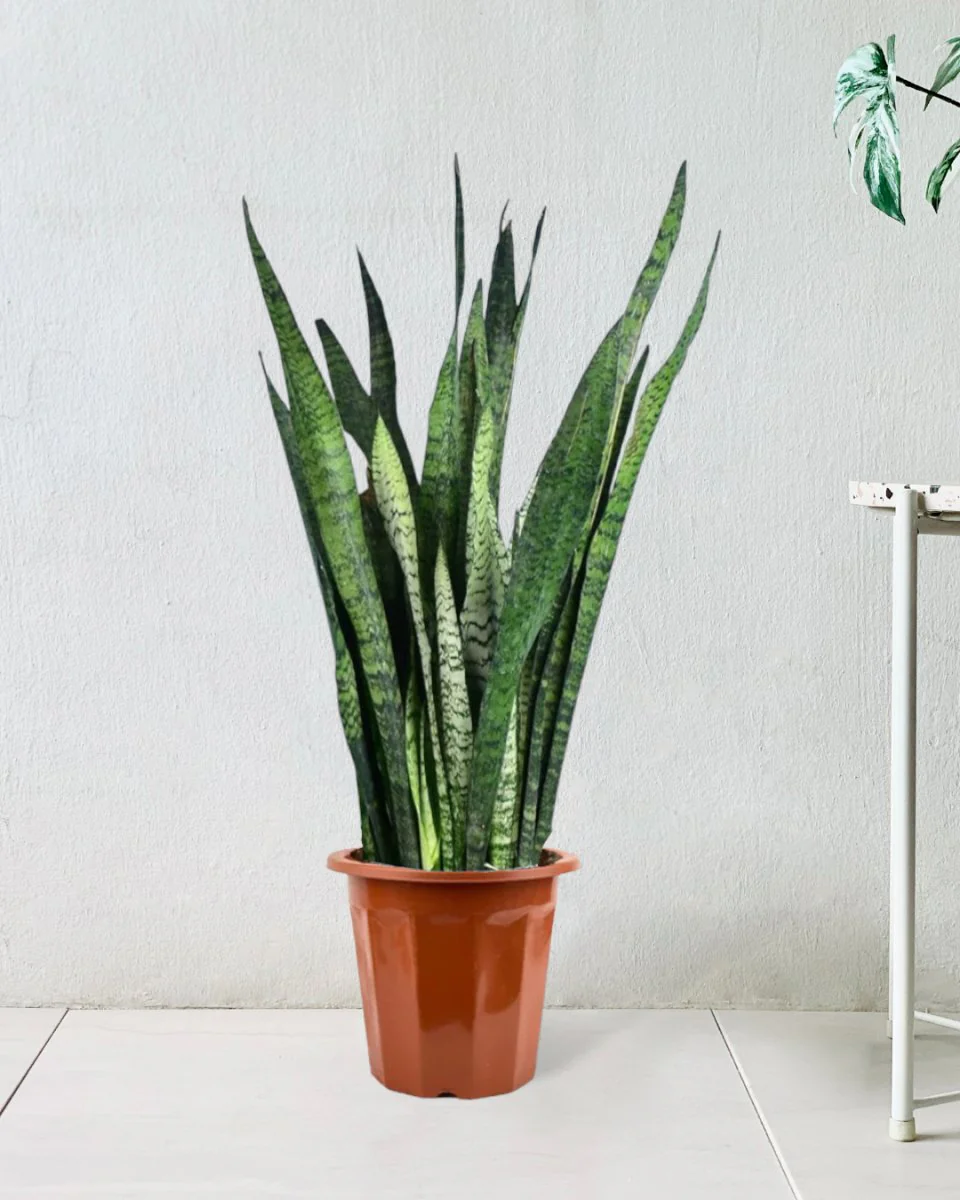 Sansevieria Zeylanica - Image 18