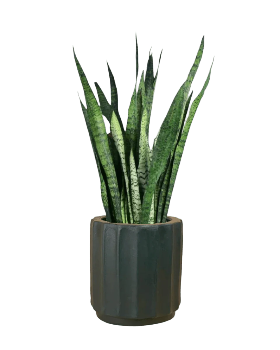Sansevieria Zeylanica - Image 19