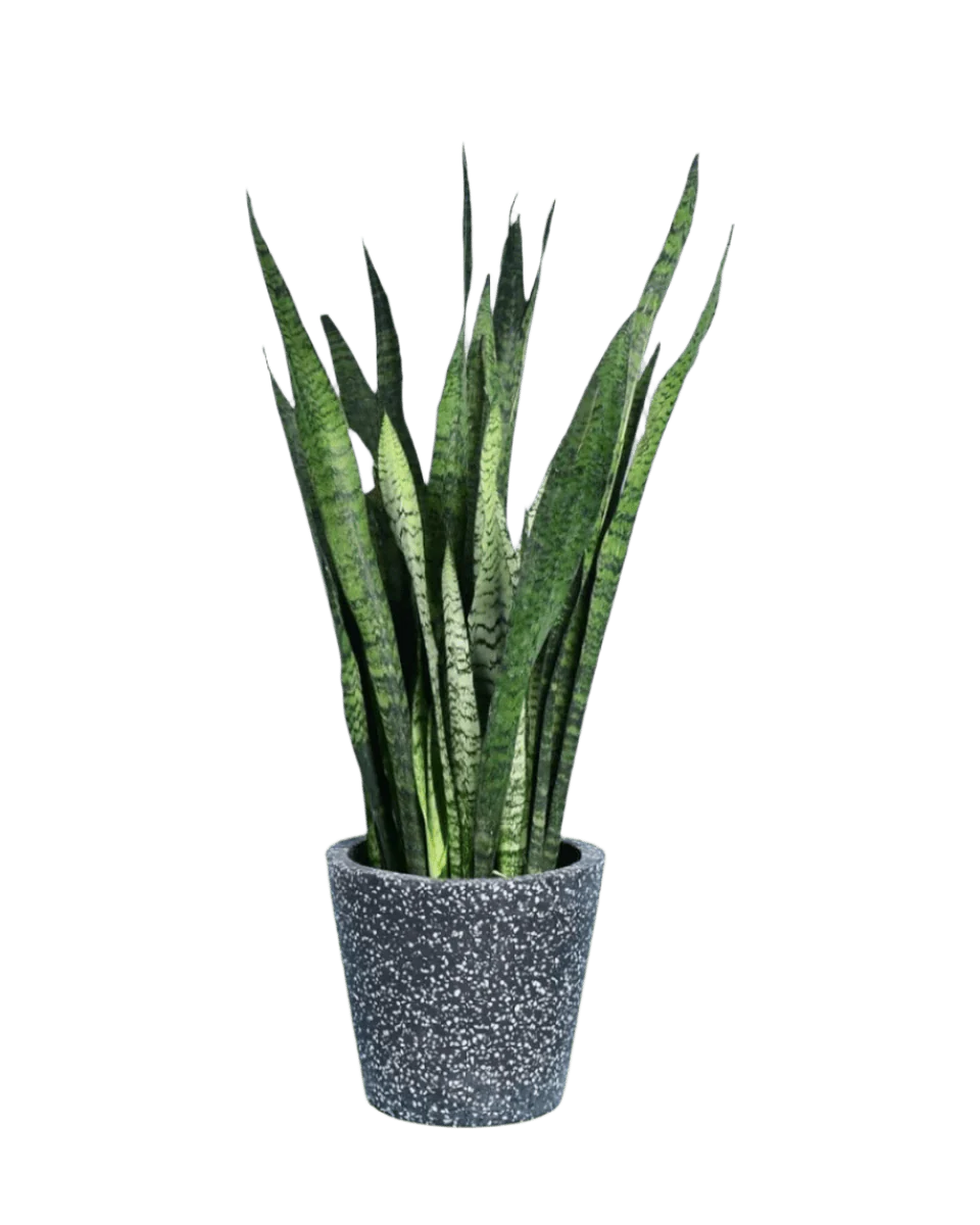 Sansevieria Zeylanica - Image 20