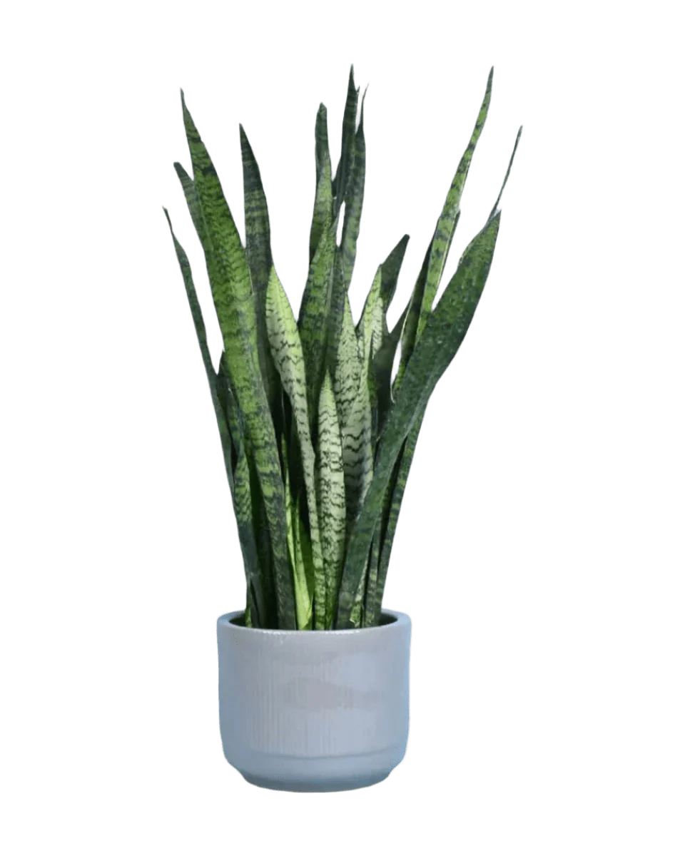 Sansevieria Zeylanica - Image 21