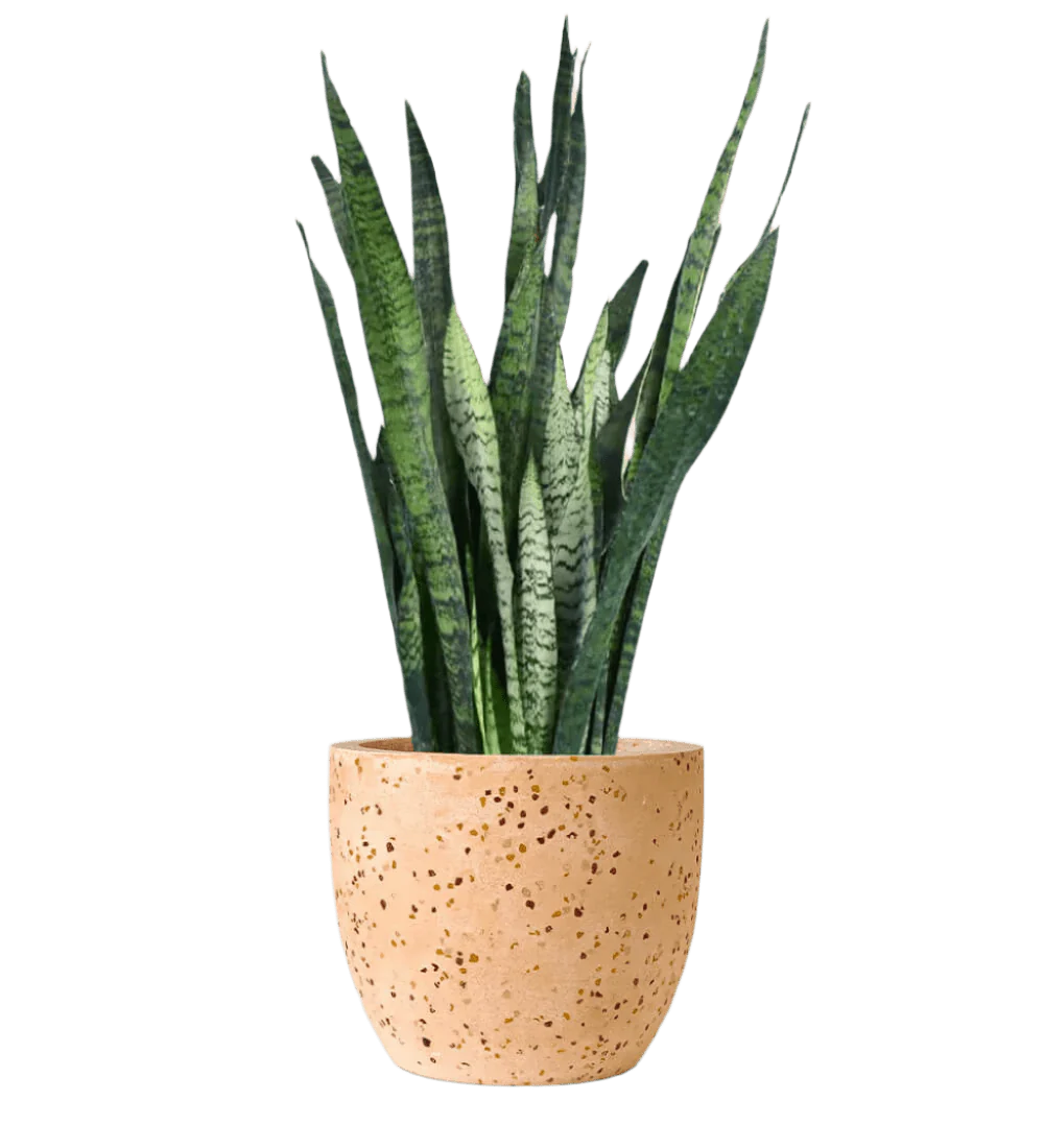 Sansevieria Zeylanica - Image 22