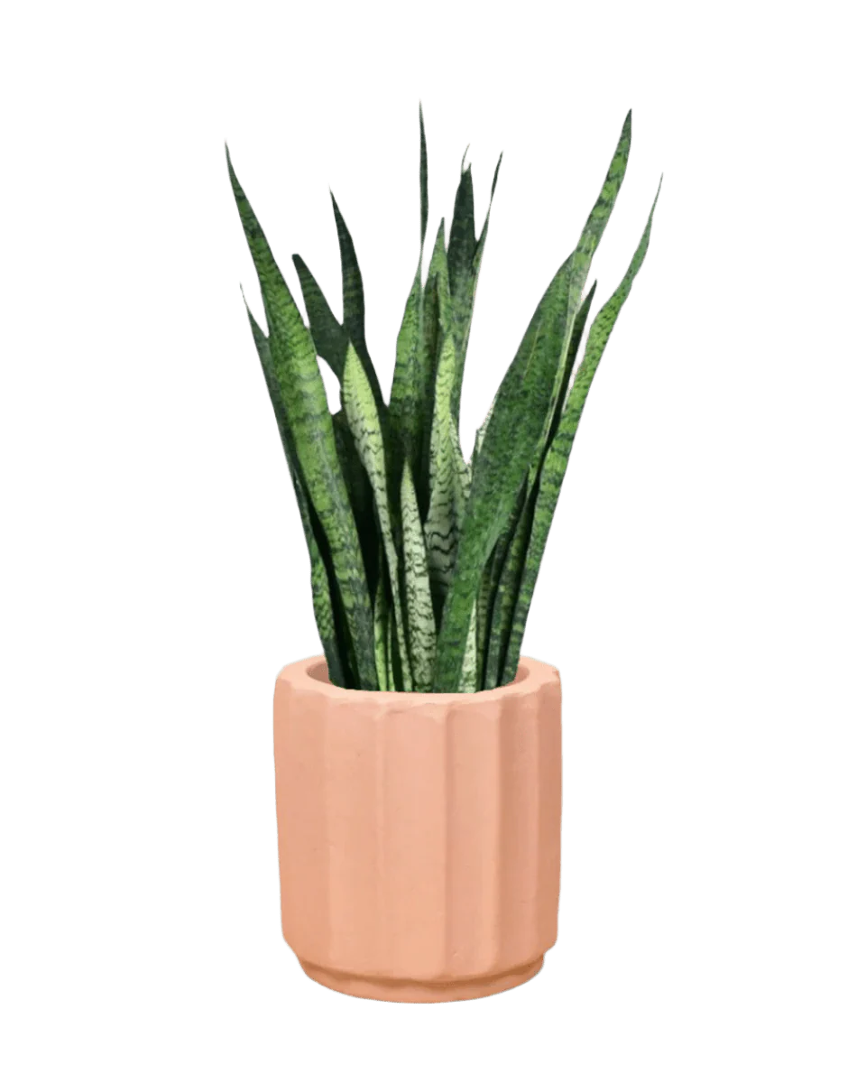 Sansevieria Zeylanica - Image 23