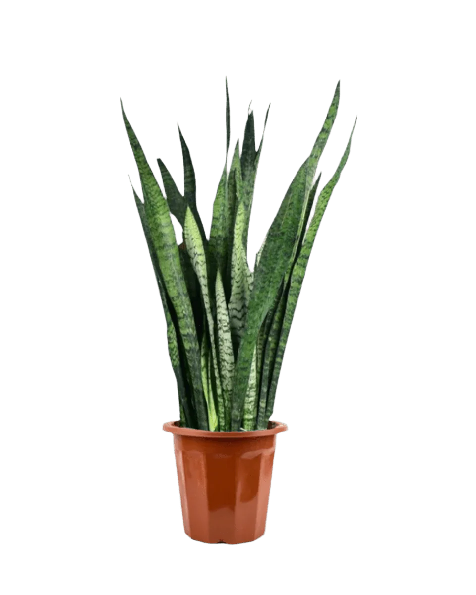 Sansevieria Zeylanica - Image 24