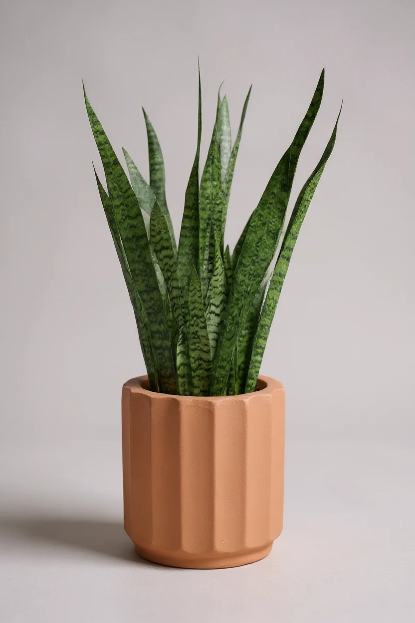 Sansevieria Zeylanica - Image 4
