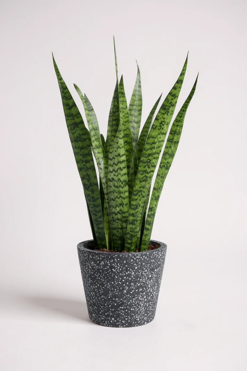 Sansevieria Zeylanica - Image 5