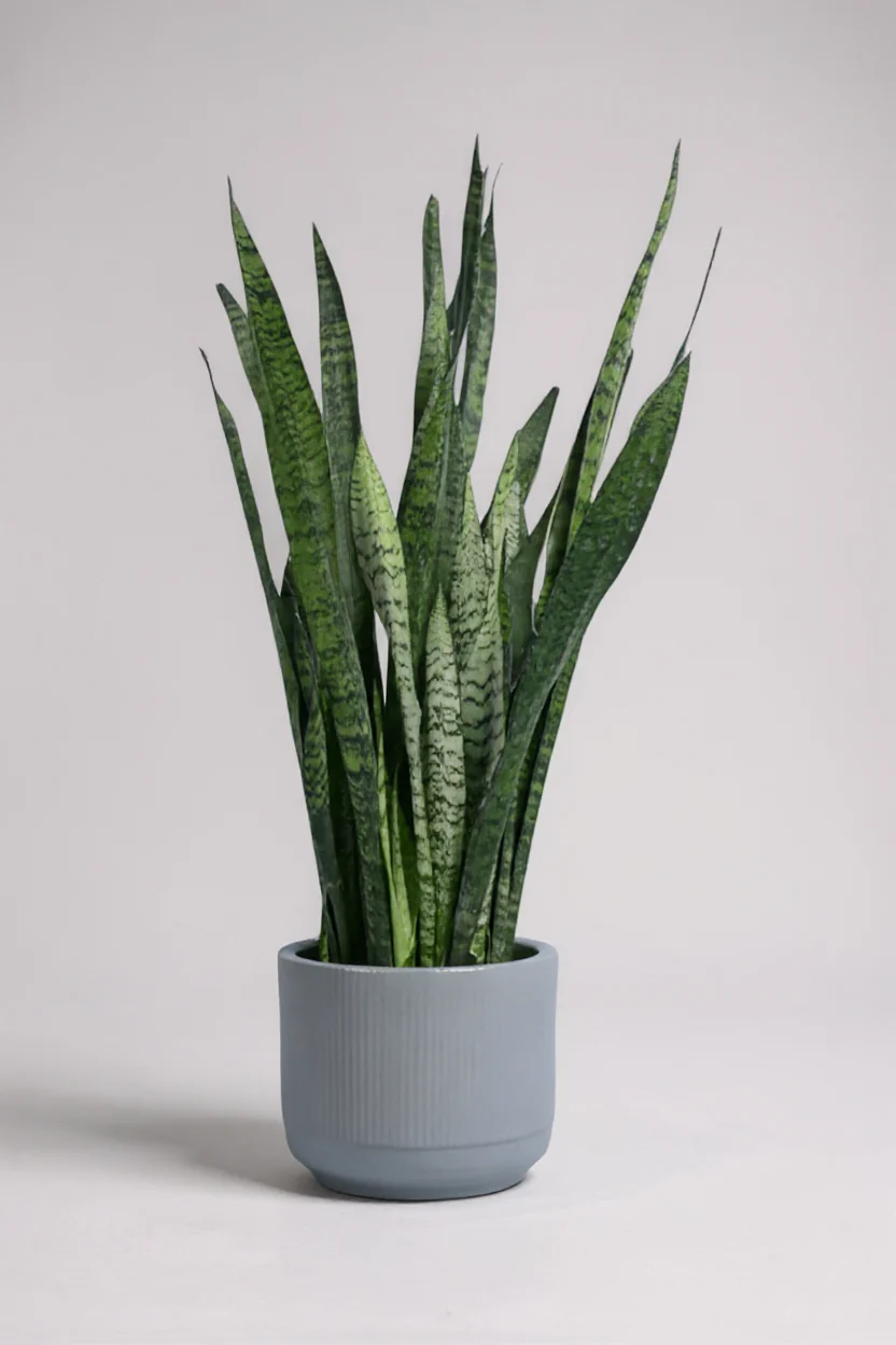Sansevieria Zeylanica - Image 6