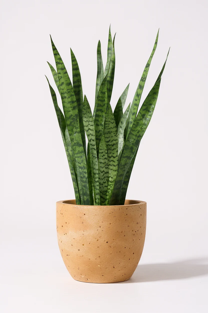 Sansevieria Zeylanica - Image 7