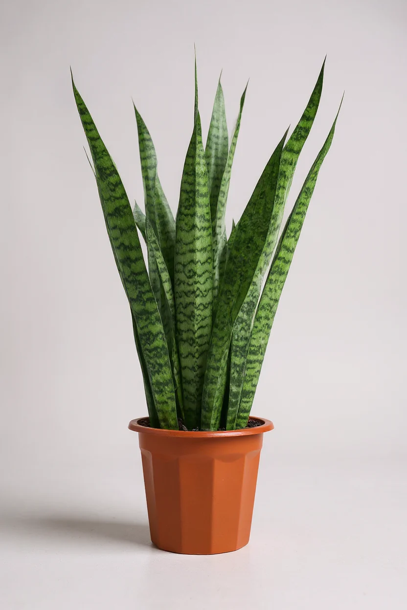 Sansevieria Zeylanica - Image 8