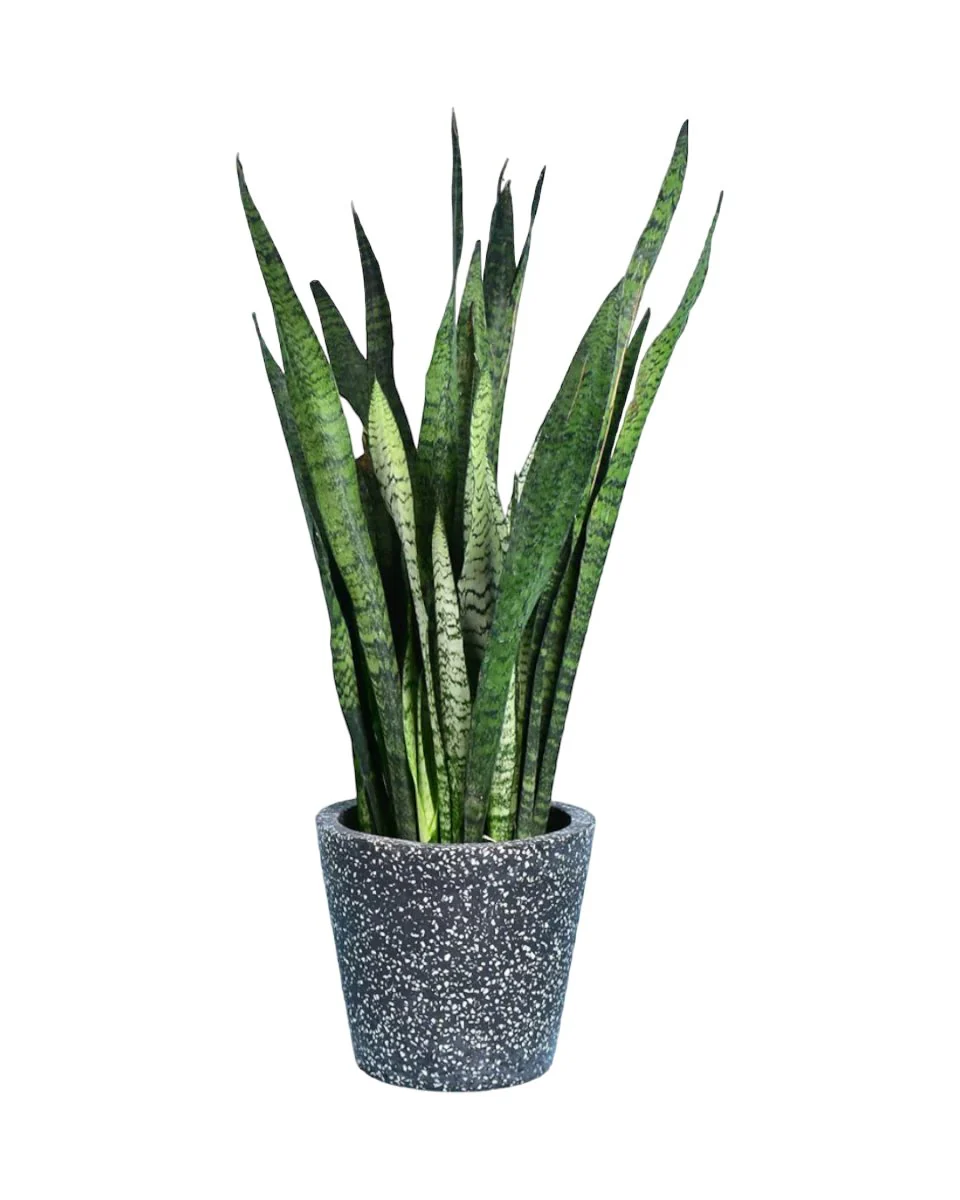 Sansevieria Zeylanica - Image 9