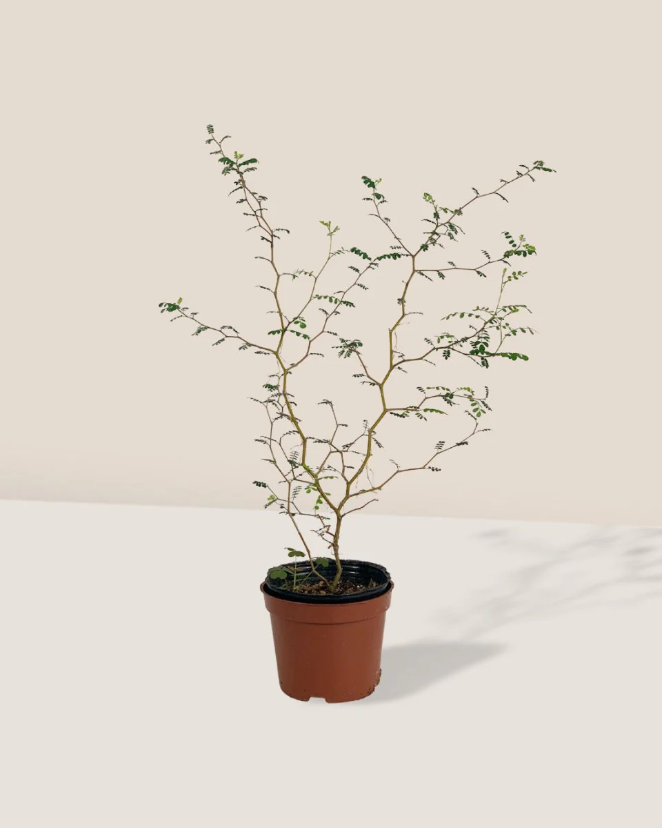 Sophora Prostrata 'Little Baby' - Image 10