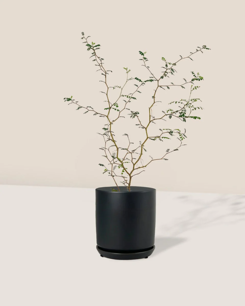 Sophora Prostrata 'Little Baby' - Image 11