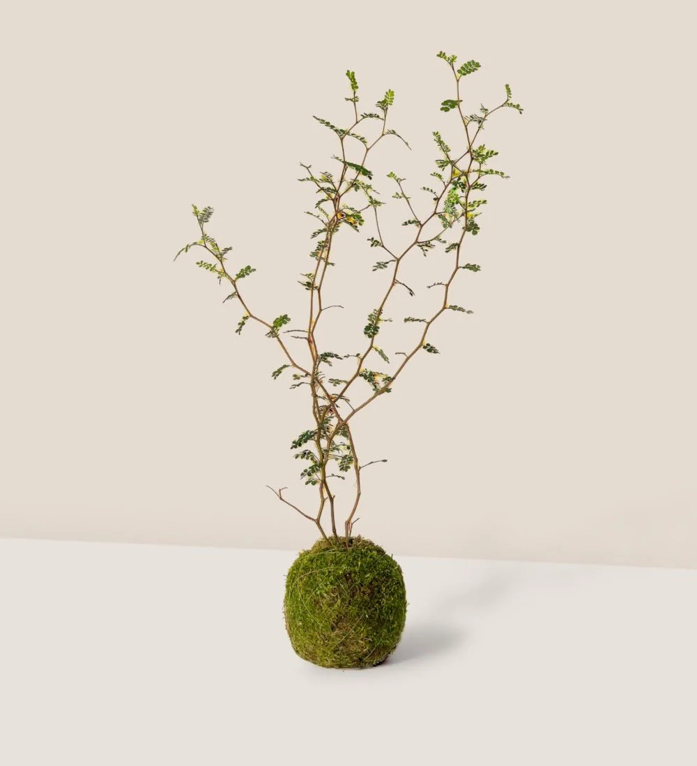 Sophora Prostrata 'Little Baby' - Image 12
