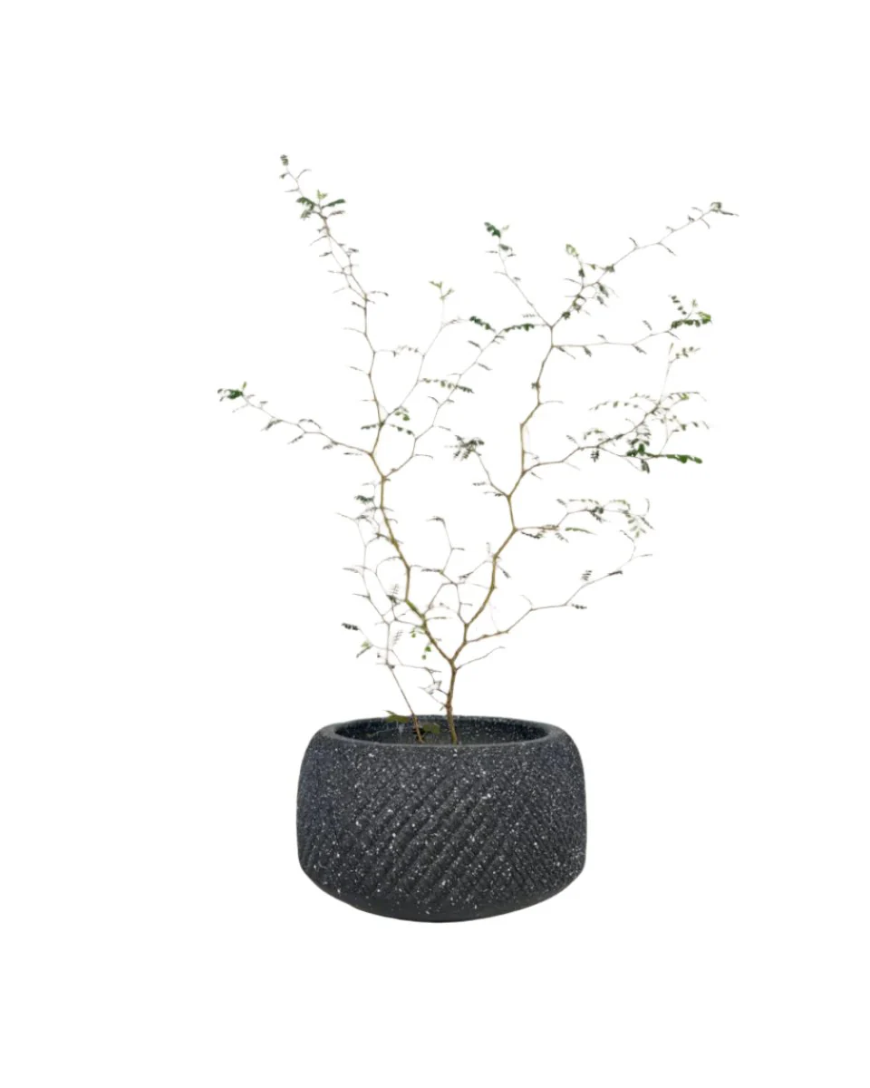 Sophora Prostrata 'Little Baby' - Image 13