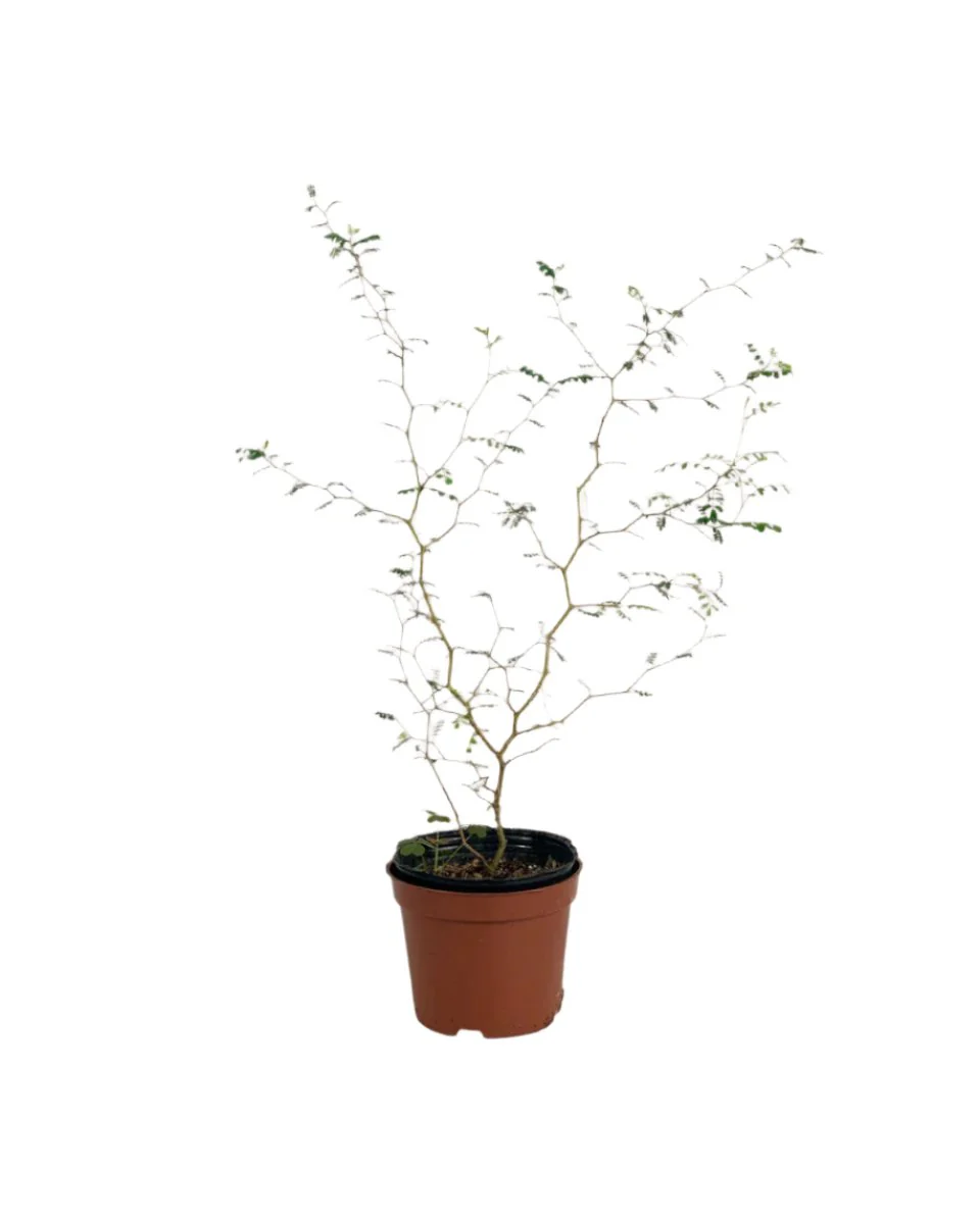 Sophora Prostrata 'Little Baby' - Image 14