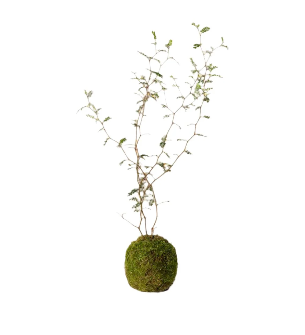 Sophora Prostrata 'Little Baby' - Image 15