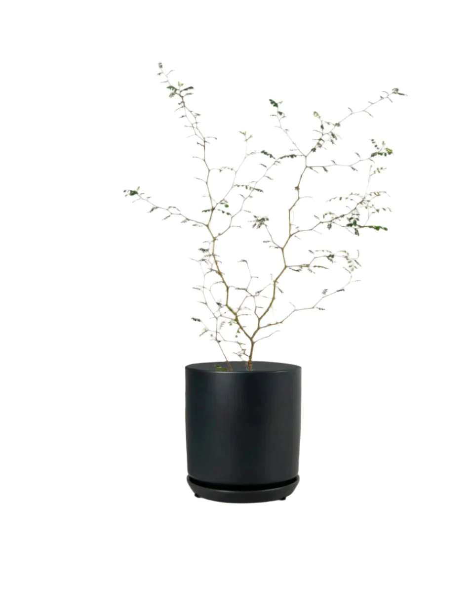 Sophora Prostrata 'Little Baby' - Image 16