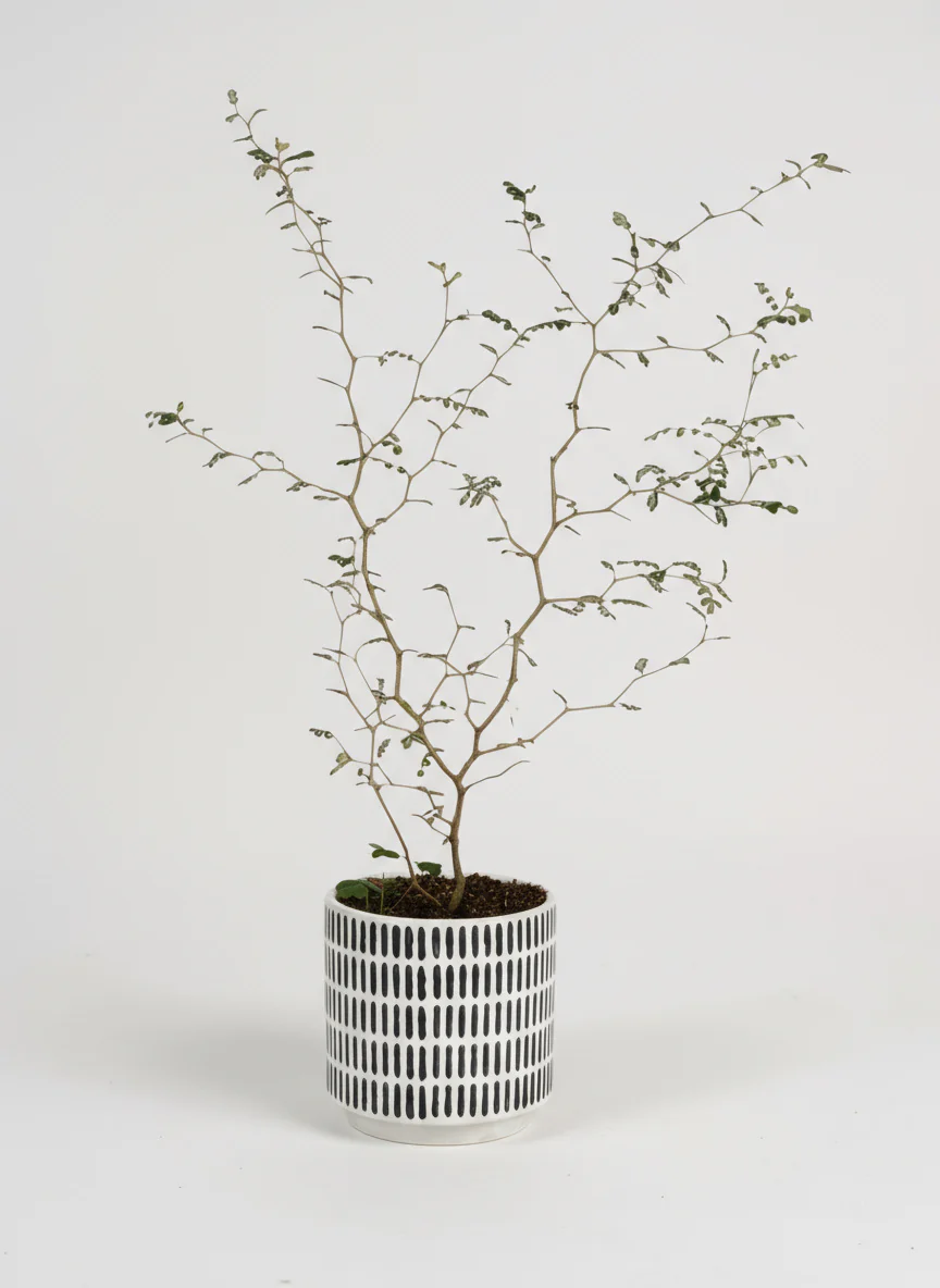 Sophora Prostrata 'Little Baby' - Image 5