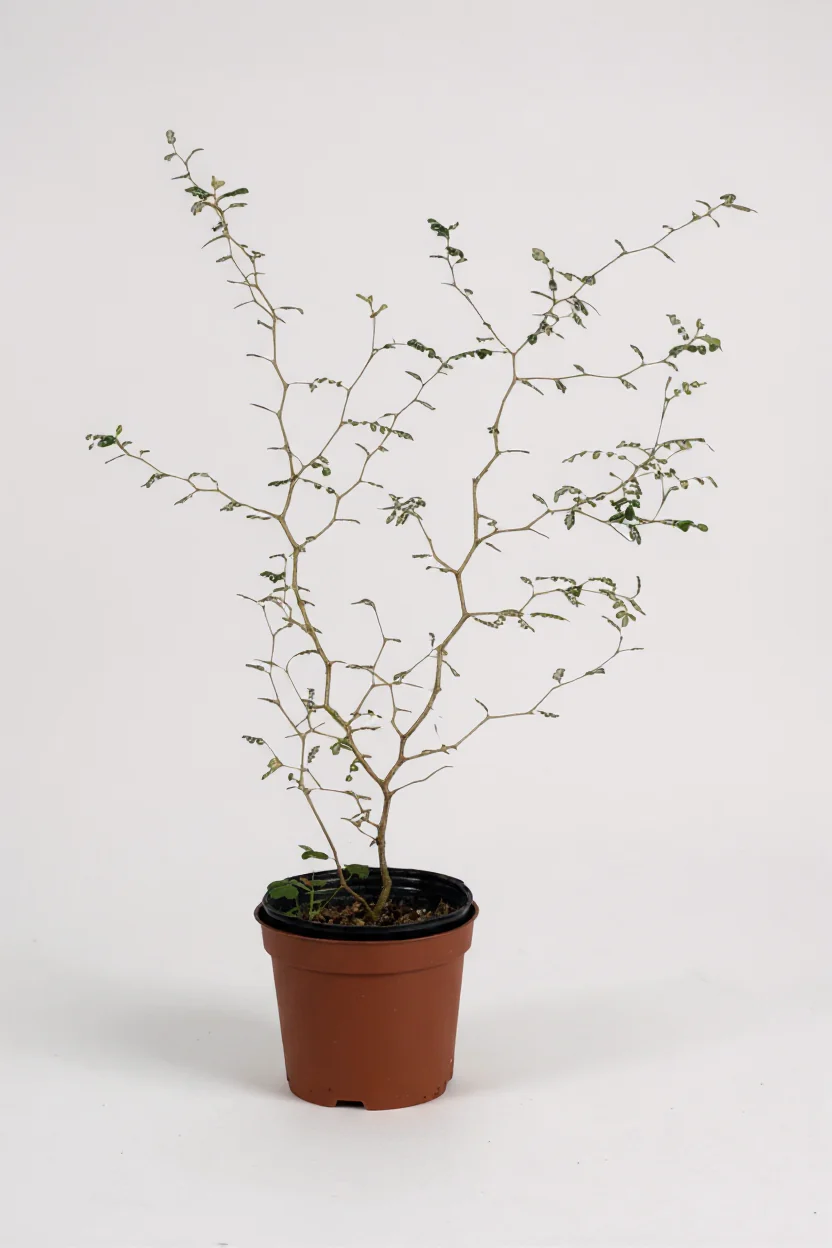 Sophora Prostrata 'Little Baby' - Image 6