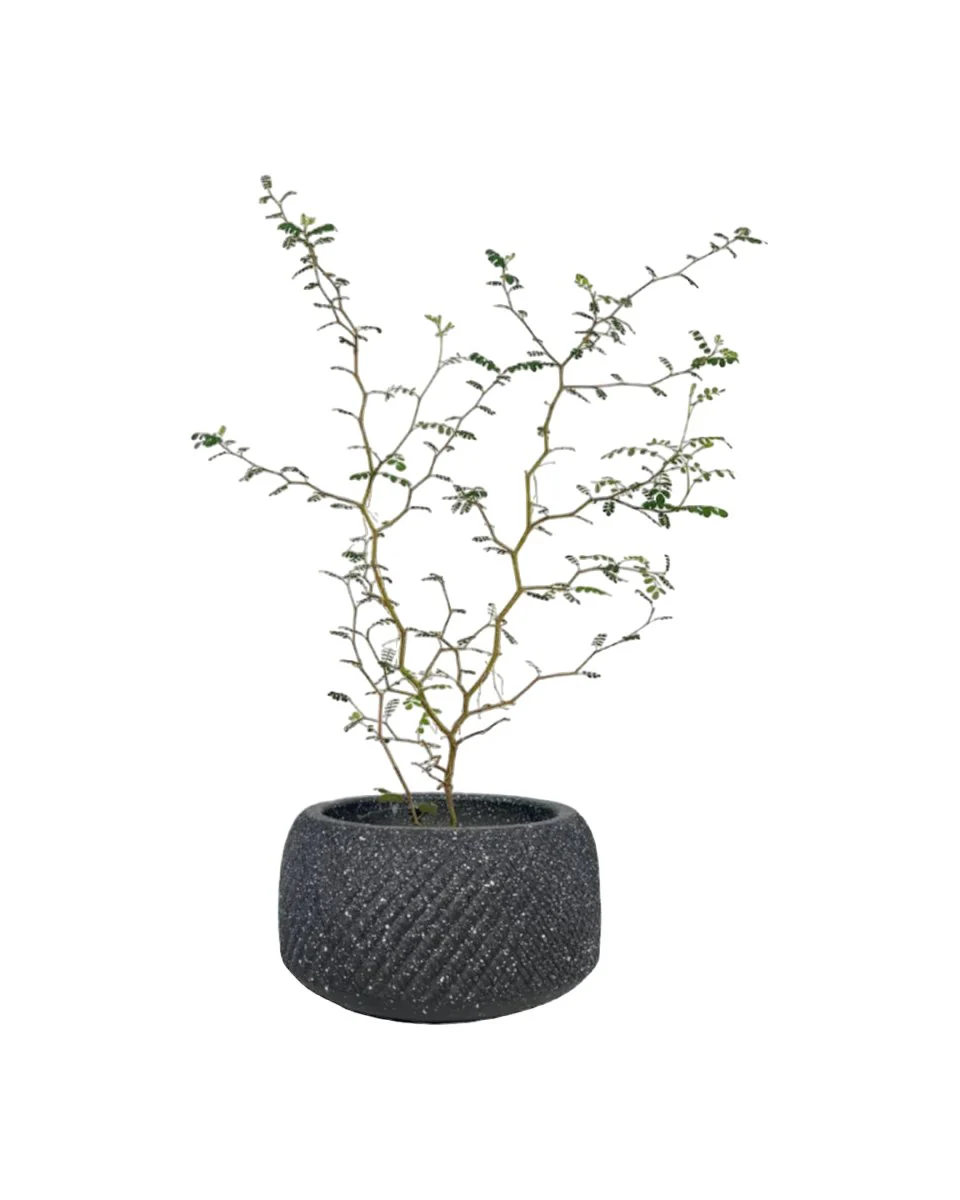 Sophora Prostrata 'Little Baby' - Image 7