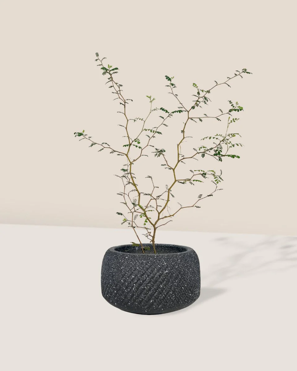 Sophora Prostrata 'Little Baby' - Image 9