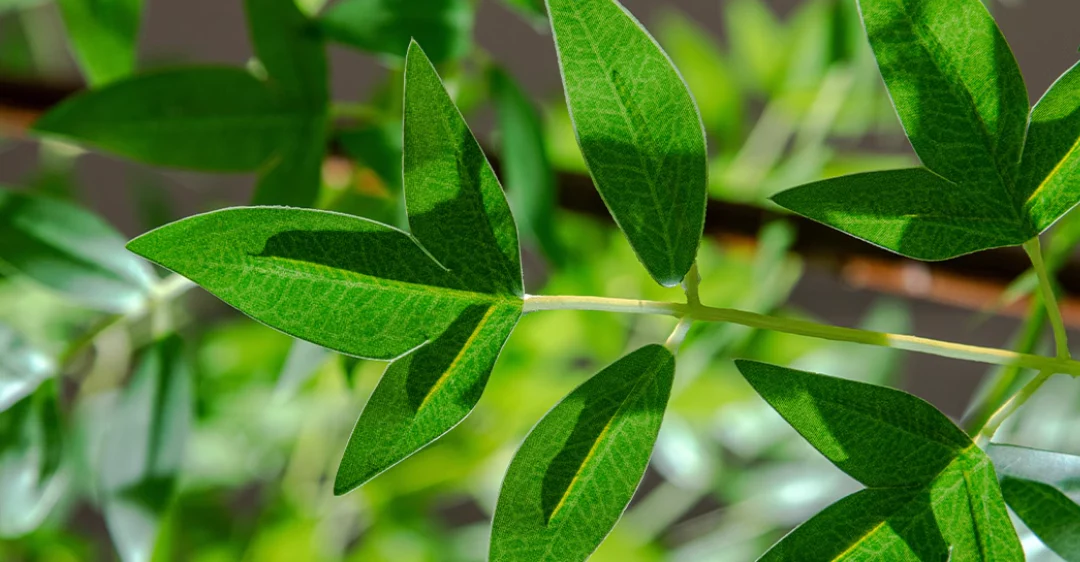 Southern Sky Bamboo (Life-like Artificial) - Image 11