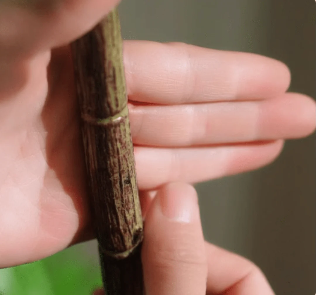 Southern Sky Bamboo (Life-like Artificial) - Image 14