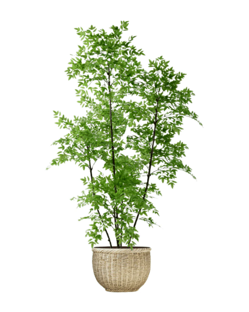 Southern Sky Bamboo (Life-like Artificial) - Image 21