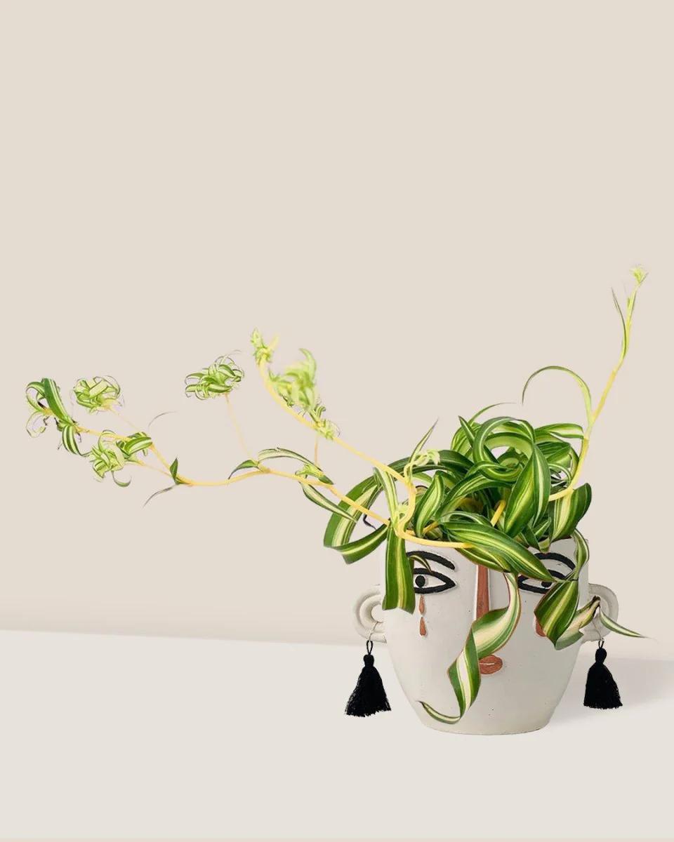 Spider Plant 'Bonnie' - Image 10