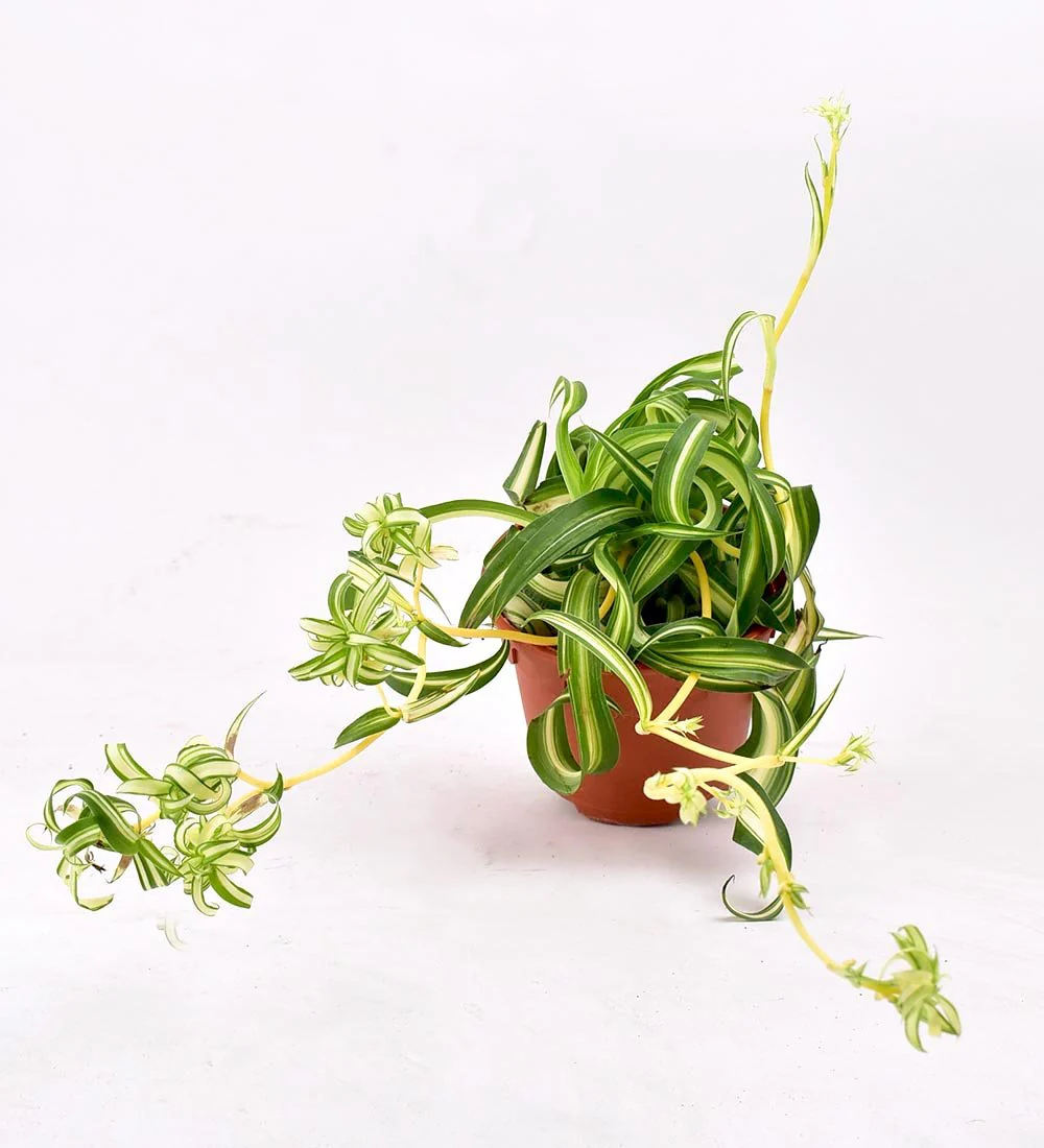 Spider Plant 'Bonnie' - Image 11