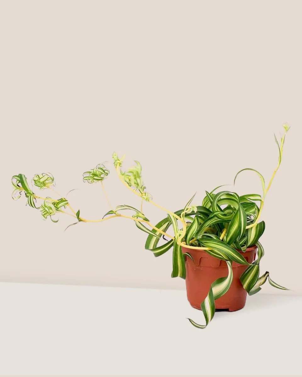 Spider Plant 'Bonnie' - Image 12