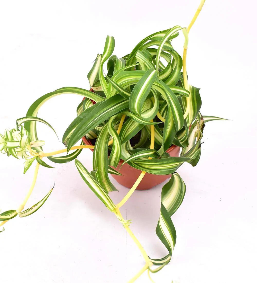 Spider Plant 'Bonnie' - Image 13