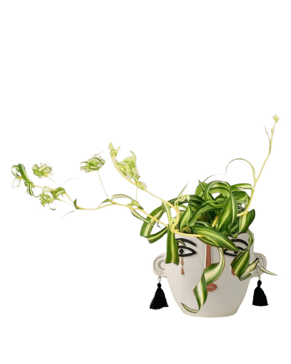 Spider Plant 'Bonnie' - Image 14
