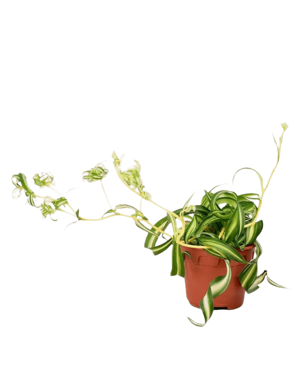 Spider Plant 'Bonnie' - Image 15