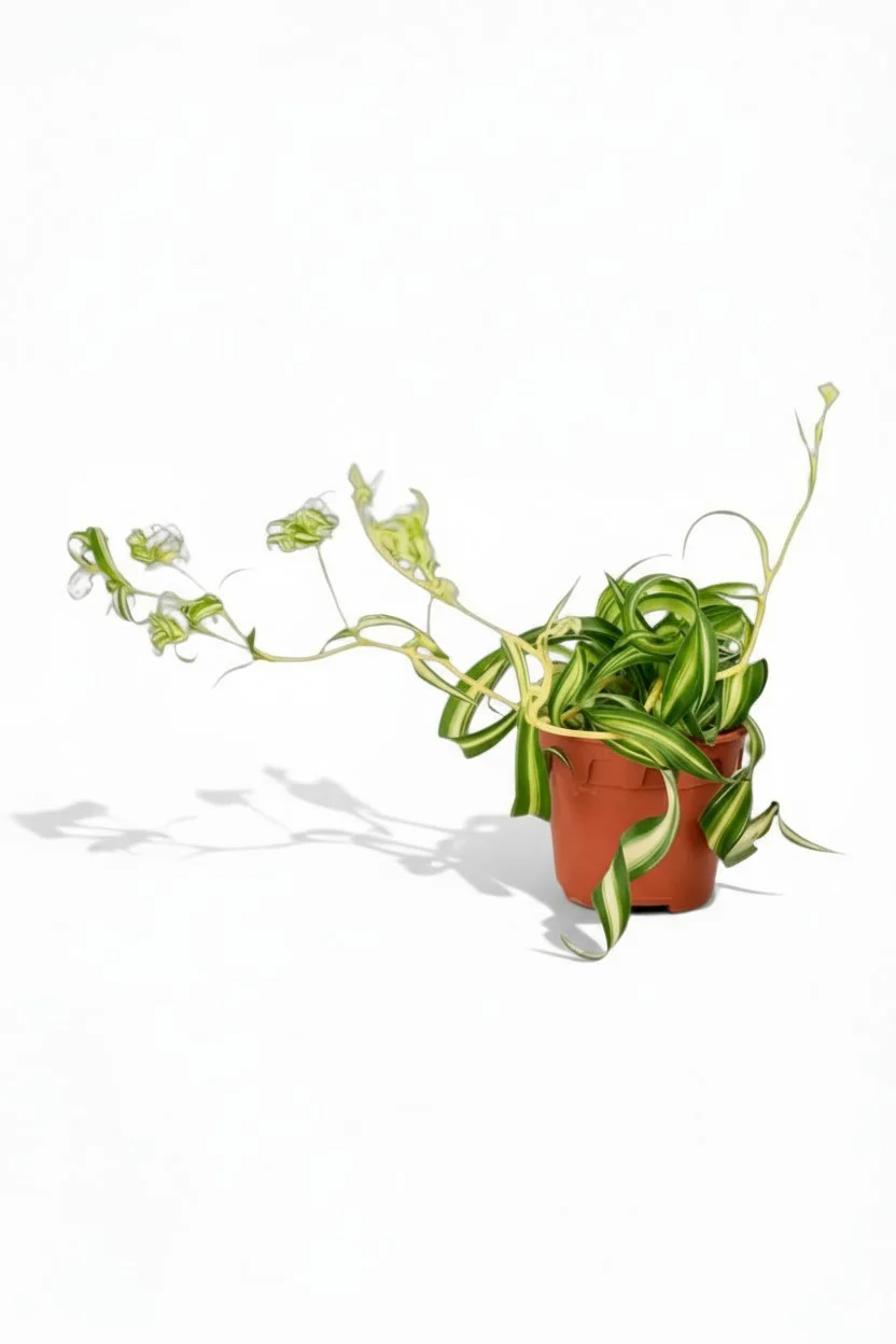 Spider Plant 'Bonnie' - Image 7