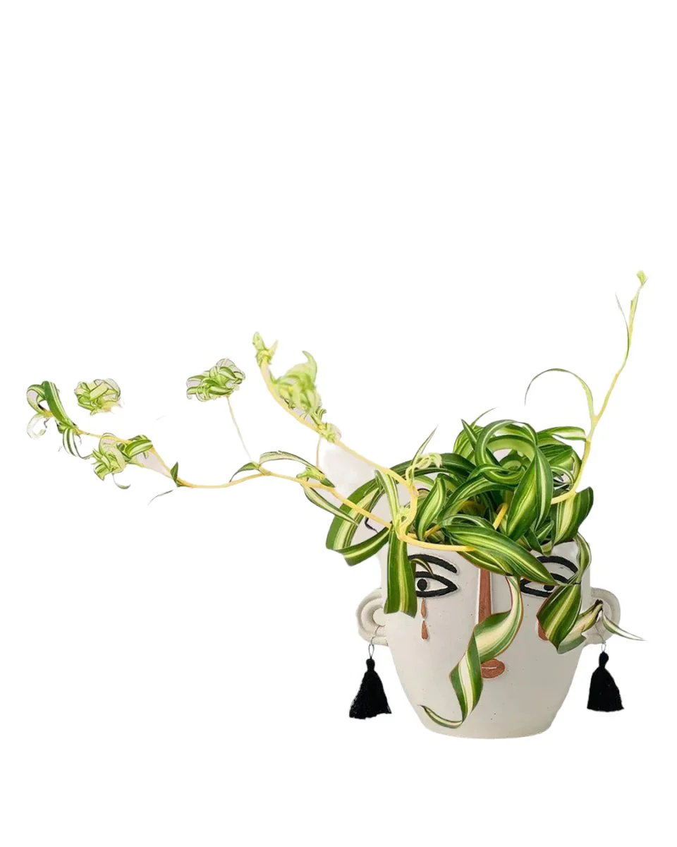 Spider Plant 'Bonnie' - Image 8