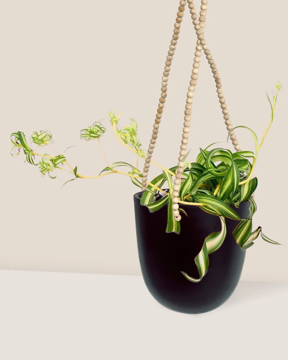 Spider Plant 'Bonnie' - Image 9
