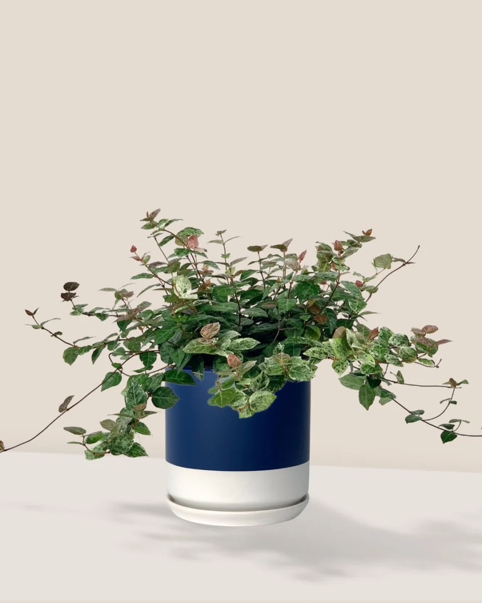 Star Jasmine - Image 3