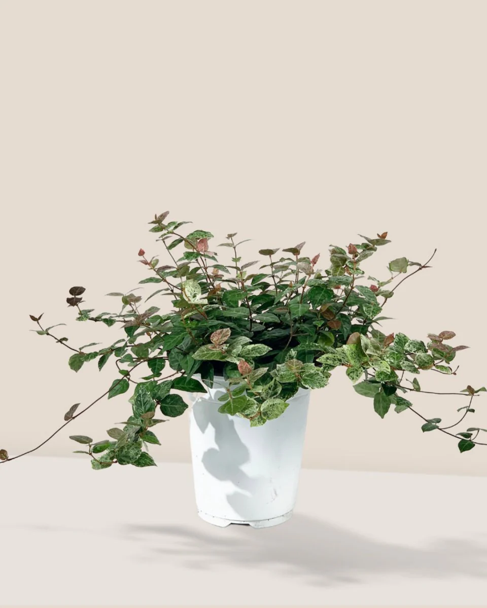 Star Jasmine - Image 4