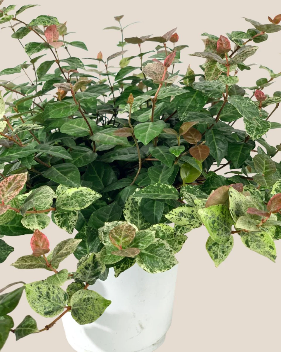 Star Jasmine - Image 5