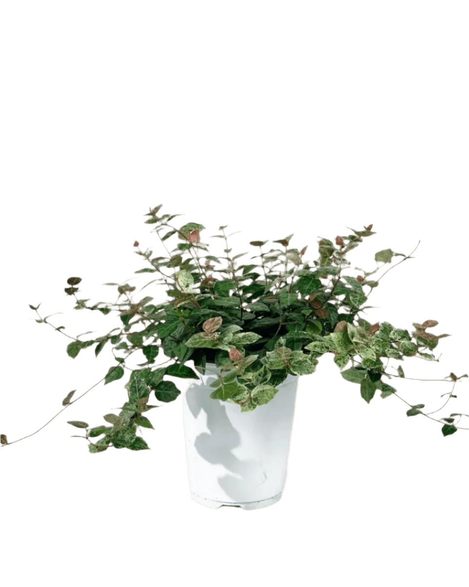 Star Jasmine - Image 7